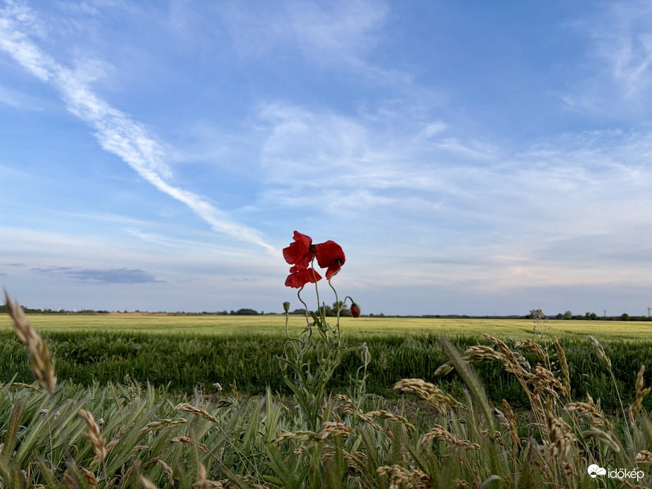 Természet