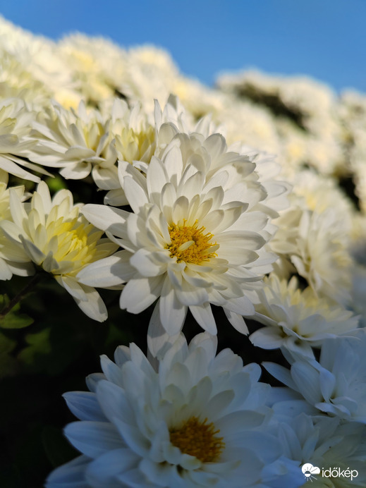 tündöklés a napfényben