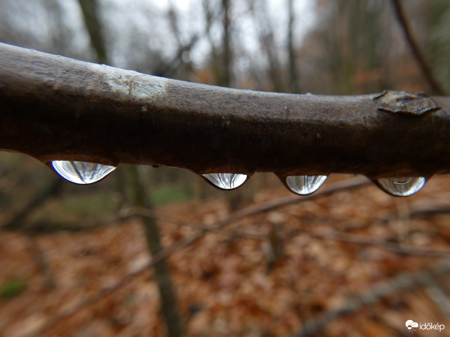 Egy esős nap az erdőben