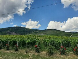 Tokaj