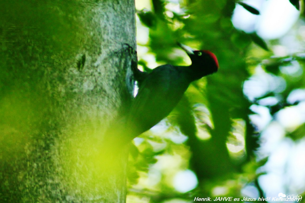 Természet