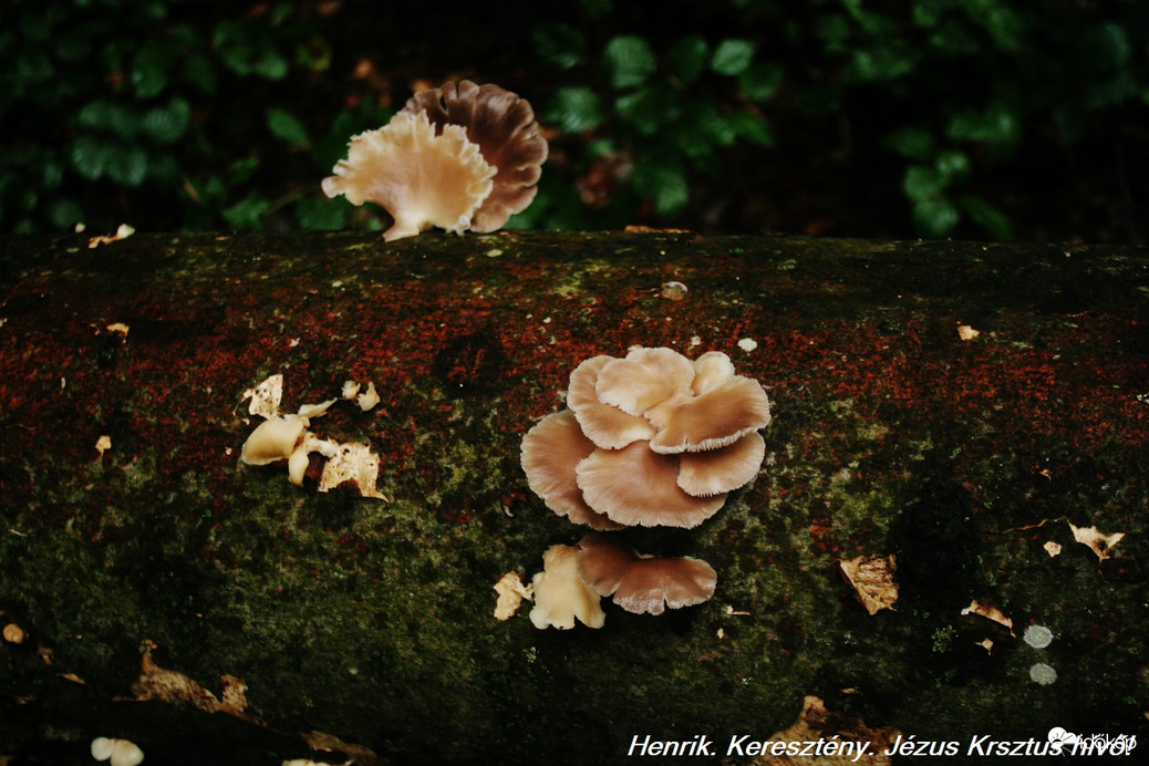 Pleurotus columbinus. Késői laskagomba