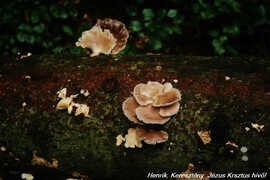 Pleurotus columbinus. Késői laskagomba