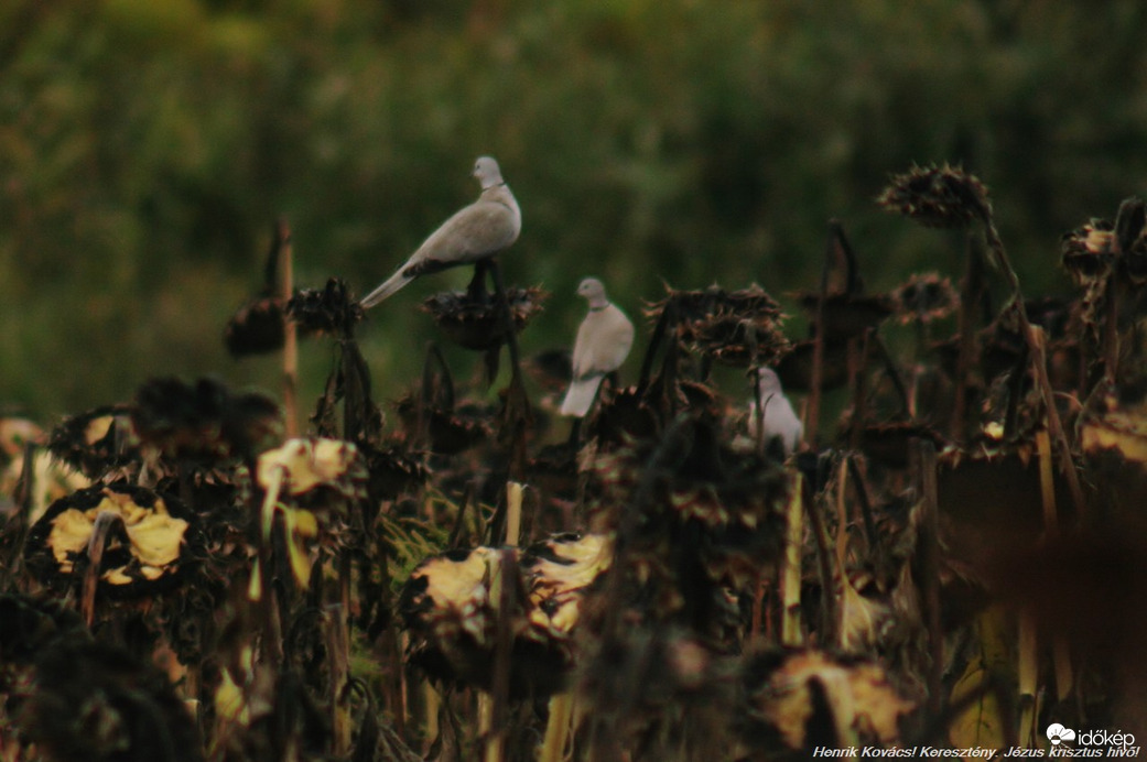 Balkàn gerlék.