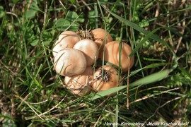 Mezei szegfűgomba (Marasmius oreades)