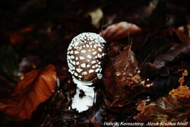 pPárducgalóca (Amanita pantherina) a