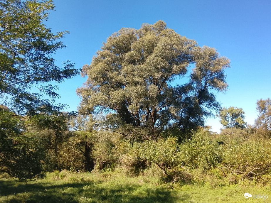 Öreg fűz.