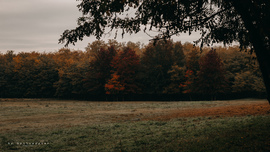 hannibal2000 fotója