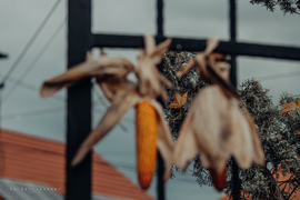 hannibal2000 fotója