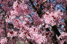 Vérszilva fa Nyírlugoson 