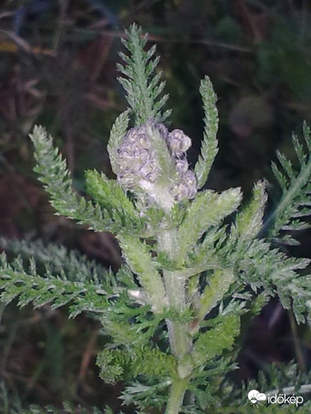 Karácsonyi virágok 2.