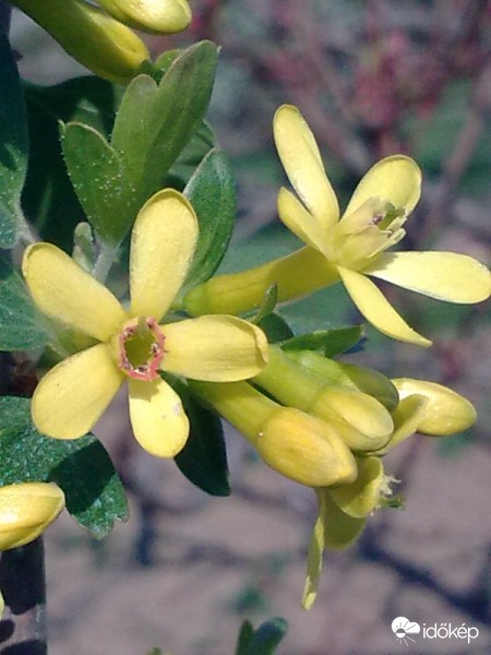 Közelről még illatosabb !