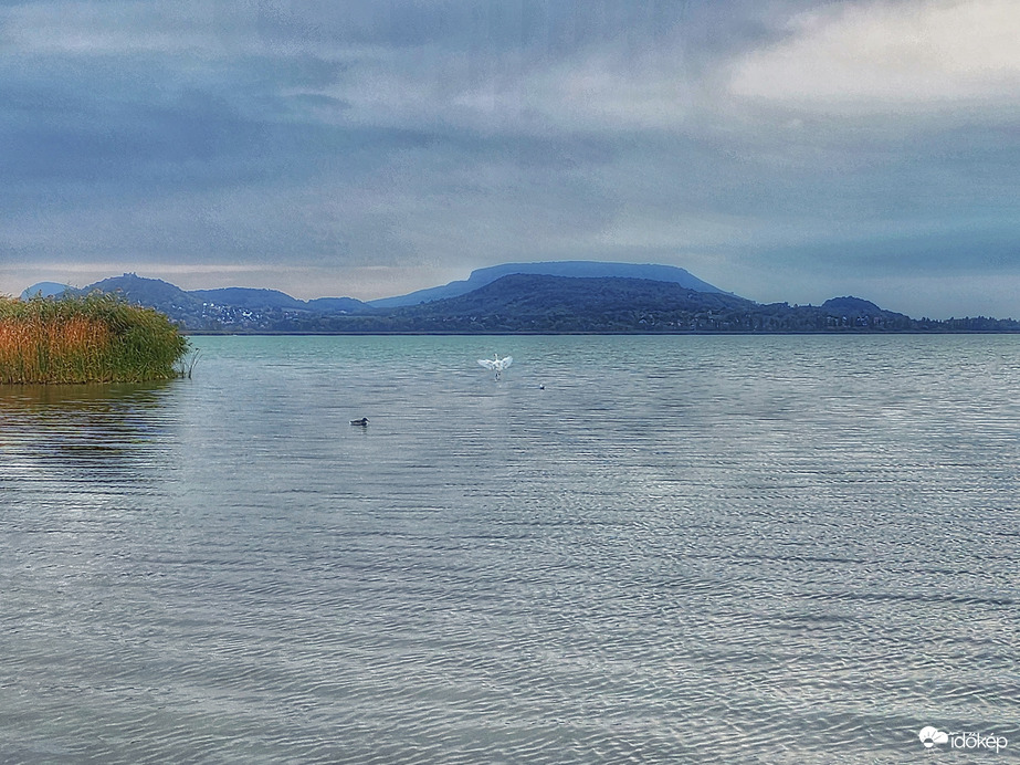 Madarat tolláról...