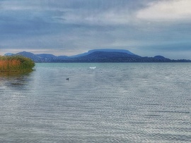 Madarat tolláról...