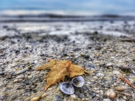 Csendélet a parton...