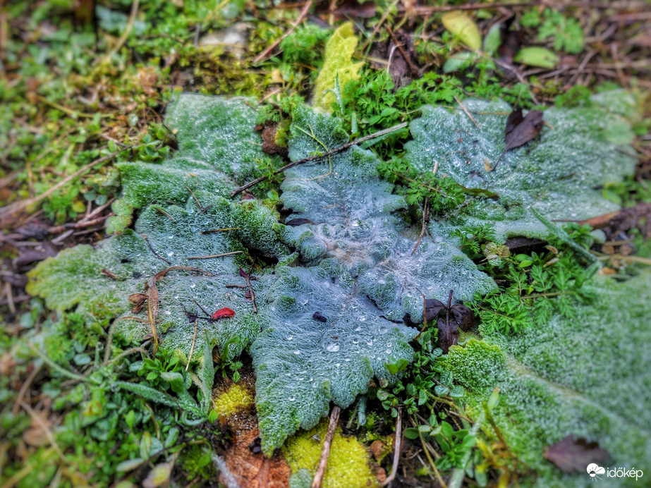 Decemberi könnycseppek...