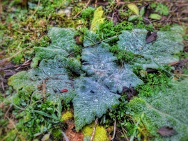 Decemberi könnycseppek...