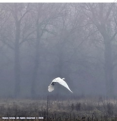 Szállj, csak szállj!