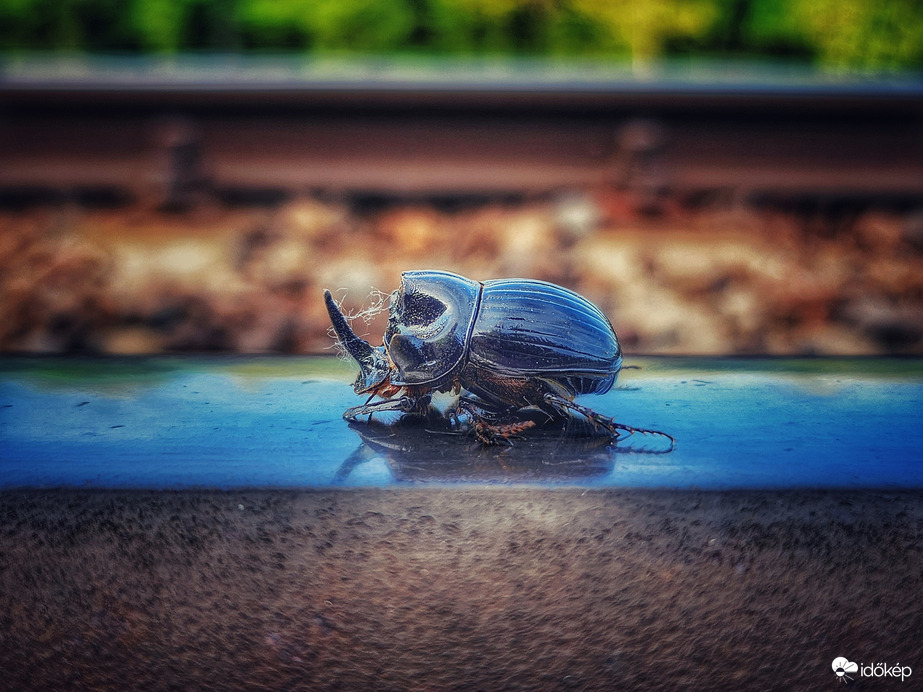 A kis "orrszarvú"...