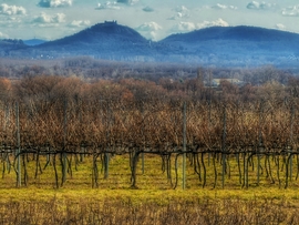 Csendélet a természetben...
