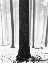 Óriások kertje. 3.