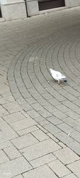 Nemesbük