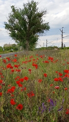 Kiskunmajsa