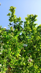 Kiskunmajsa
