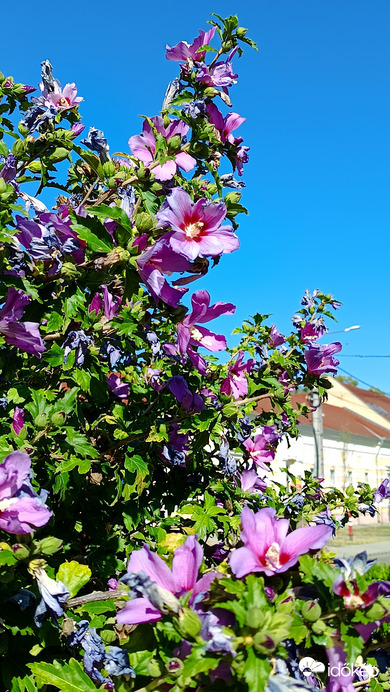 Kiskunmajsa