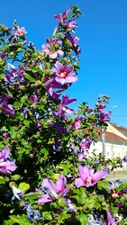 Kiskunmajsa