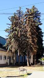 Kiskunmajsa