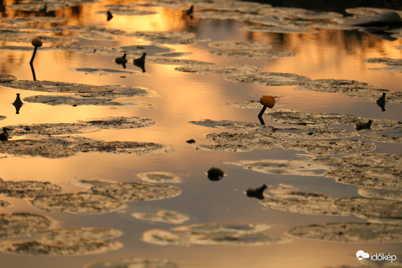 Vízitök birodalom, ami rabul ejtett