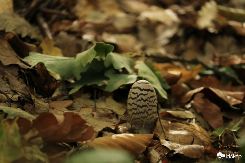 Kibújok az avarból