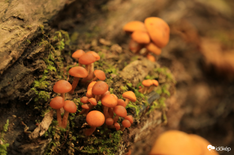 Összejövetel a Gomba csoportban kicsiknek és nagyoknak