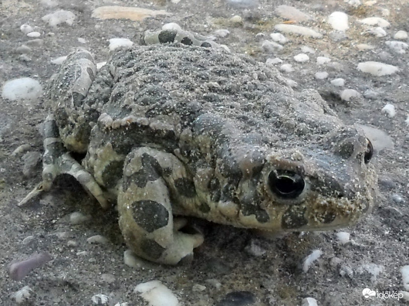álcamester