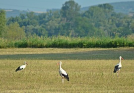 Gólyák