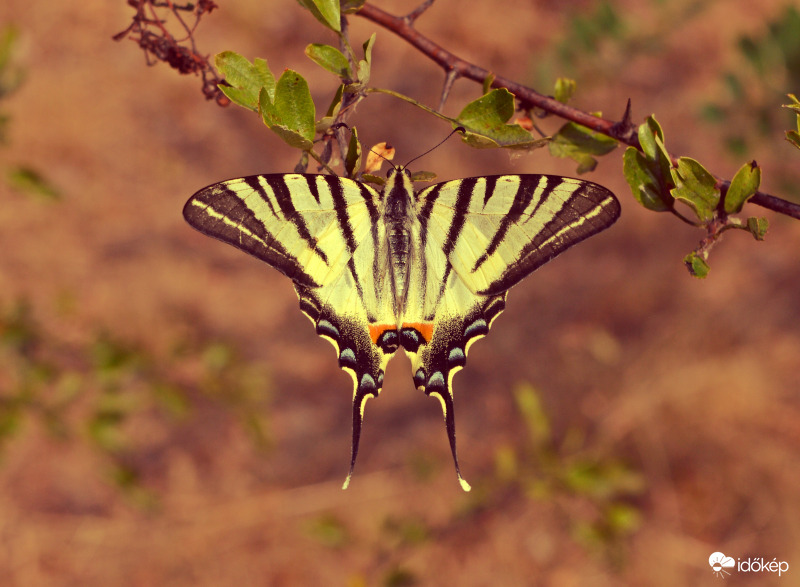 Kardos lepke