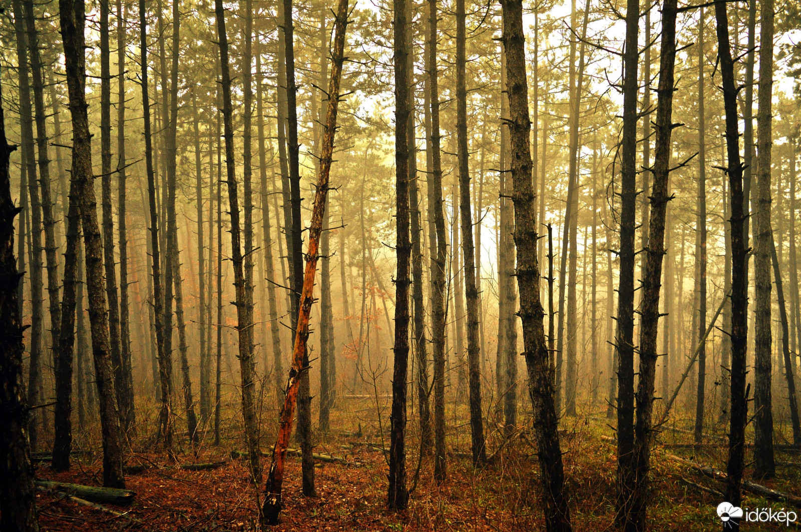 Az erdő