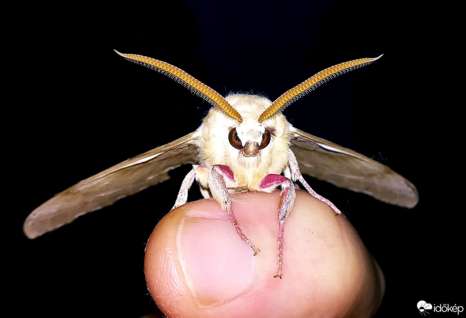 Nem minden a szépség :)