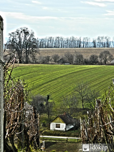 Zöldellő vetések!