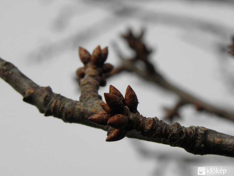 Tavaszt Idéző fák