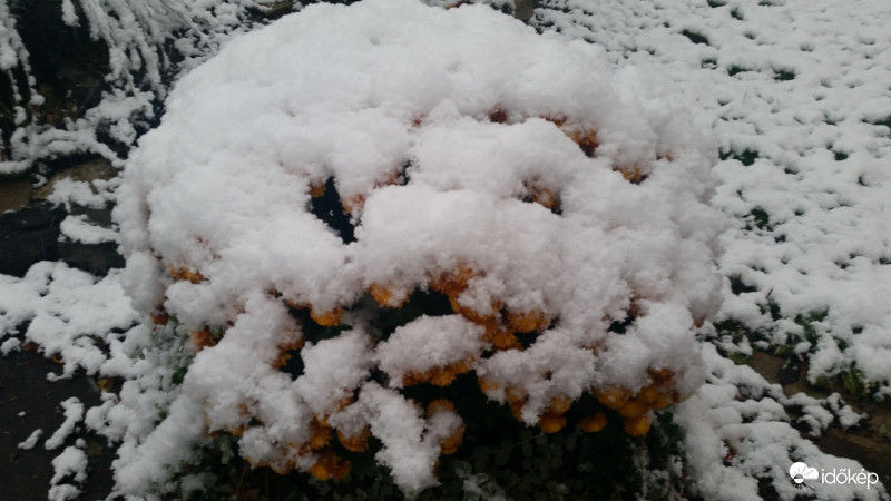 hó+virág=hóvirág?