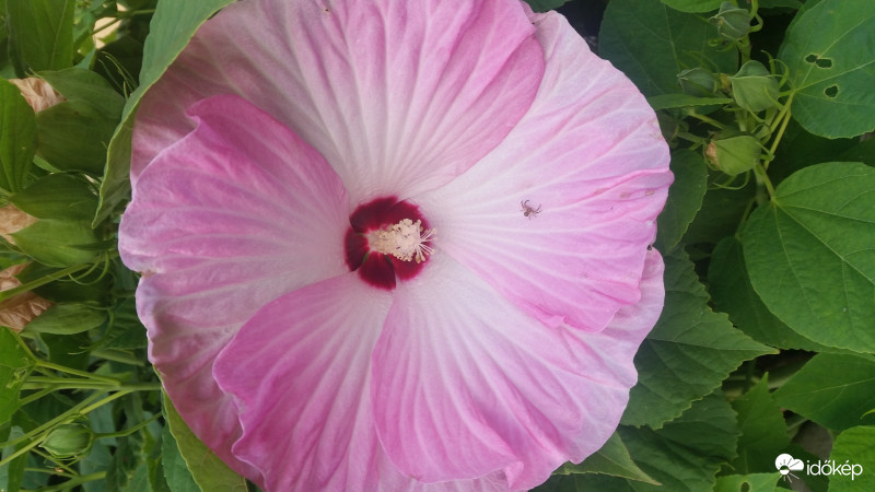 Pók kicsi vagy a virág nagy ...is-is