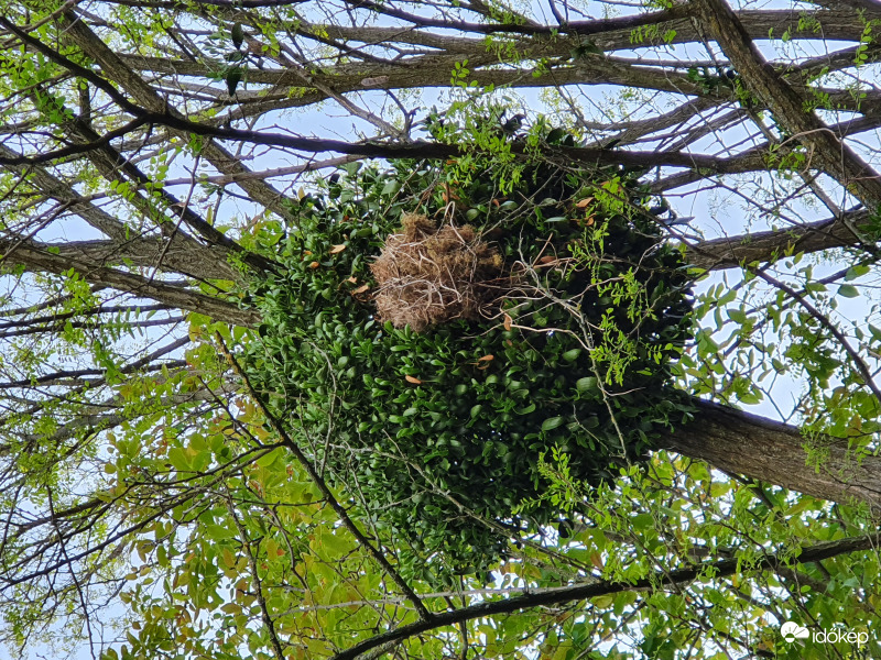 Vajon ki lakik a fagyöngyben?