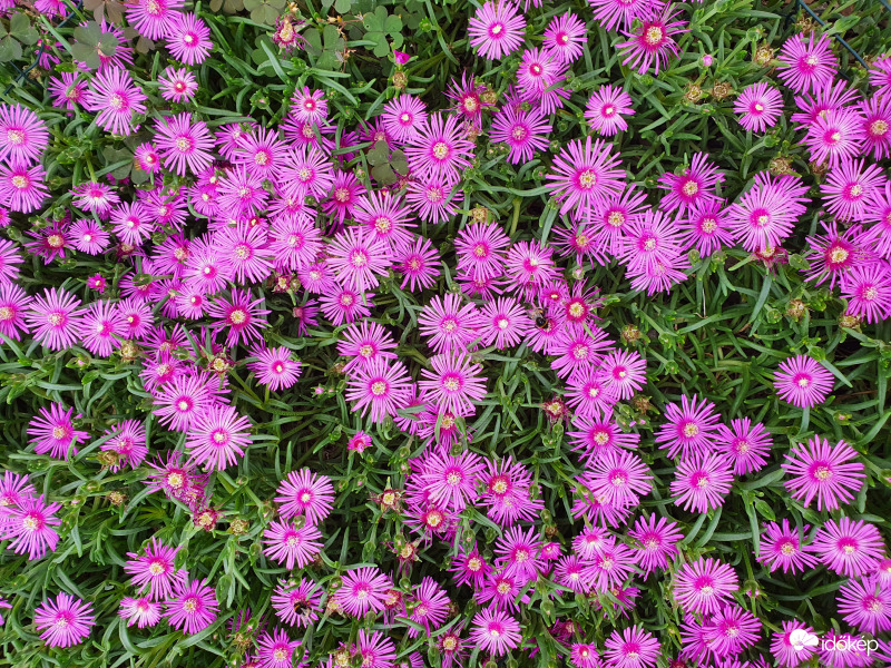 Szépség, ami élvezi a hőséget