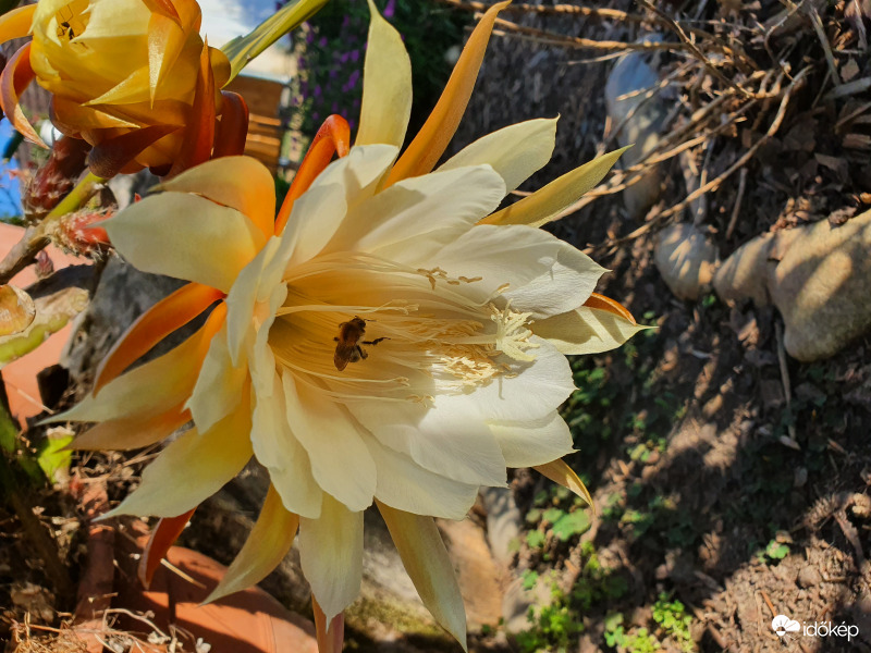 Szorgoska egyensúlyozik...