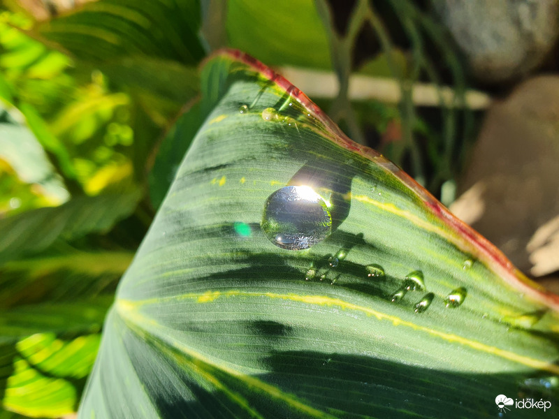 Gyöngyöm...gyöngyöm...gyöngy virágon