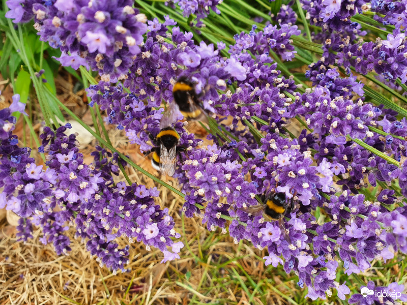 Hárman párban a levendulásban...