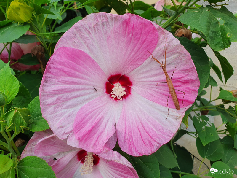 Szépség és a szörnyeteg