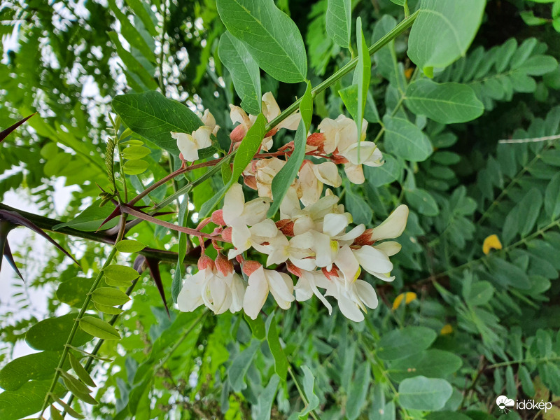Régen azt mondták, ha nyár végén virágzik az akác, akkor szép ősz lesz